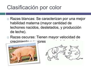 Clasificación por color
 Razas blancas: Se caracterizan por una mejor
habilidad materna (mayor cantidad de
lechones nacidos, destetados, y producción
de leche).
 Razas oscuras: Tienen mayor velocidad de
crecimiento y mejores características de la
canal.
 