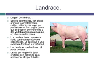 Landrace.
 Origen: Dinamarca.
 Son de color blanco, con orejas
grandes y completamente
caídas, el hocico es largo y el
perfil es recto. Son largos (tanto
que se pueden encontrar una o
dos vértebras torácicas mas que
en el resto de las razas.
 Los machos tienen excelente
líbido con buena producción
espermática. Lo que lleva a una
excelente fertilidad y prolificidad.
 Las hembras pueden tener 18
pares de tetas .
 Usada por lo general para
cruzarse con Yorkshire para
aprovechar el vigor híbrido.
 