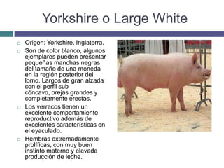 Yorkshire o Large White
 Origen: Yorkshire, Inglaterra.
 Son de color blanco, algunos
ejemplares pueden presentar
pequeñas manchas negras
del tamaño de una moneda
en la región posterior del
lomo. Largos de gran alzada
con el perfil sub
cóncavo, orejas grandes y
completamente erectas.
 Los verracos tienen un
excelente comportamiento
reproductivo además de
excelentes características en
el eyaculado.
 Hembras extremadamente
prolíficas, con muy buen
instinto materno y elevada
producción de leche.
 