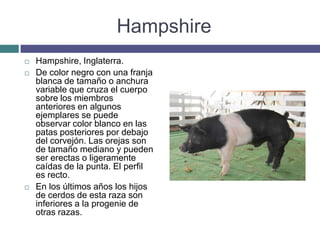 Hampshire
 Hampshire, Inglaterra.
 De color negro con una franja
blanca de tamaño o anchura
variable que cruza el cuerpo
sobre los miembros
anteriores en algunos
ejemplares se puede
observar color blanco en las
patas posteriores por debajo
del corvejón. Las orejas son
de tamaño mediano y pueden
ser erectas o ligeramente
caídas de la punta. El perfil
es recto.
 En los últimos años los hijos
de cerdos de esta raza son
inferiores a la progenie de
otras razas.
 