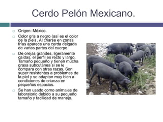 Cerdo Pelón Mexicano.
 Origen: México.
 Color gris a negro (así es el color
de la piel) . Al criarse en zonas
frías aparece una cerda delgada
de varias partes del cuerpo.
 De orejas grandes, ligeramente
caídas, el perfil es recto y largo.
Tamaño pequeño y tienen mucha
grasa subcutánea si se le
compara con otras razas. Son
super resistentes a problemas de
la piel y se adaptan muy bien a
condiciones de crianza en
pequeños espacios.
 Se han usado como animales de
laboratorio debido a su pequeño
tamaño y facilidad de manejo.
 