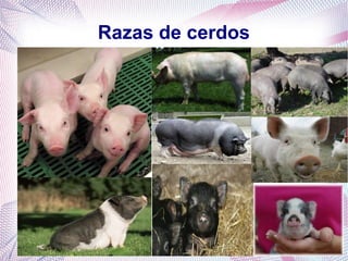 Razas de cerdos

 