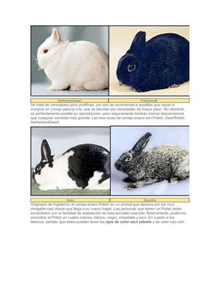 Netherlanddwarf Polishsmall
Se trata de variedades poco prolíficas, por eso se recomienda a aquéllos que vayan a
comprar un conejo para la cría, que se decidan por variedades de mayor peso. No obstante,
es perfectamente posible su reproducción, pero seguramente tendrán menos descendencia
que cualquier variedad más grande. Las tres razas de conejo enano son Polish, DwarfHotot,
NetherlandDwarf.
Satin Silverfox
Originario de Inglaterra, el conejo enano Polish es un animal que destaca por ser muy
amigable casi desde que llega a su nuevo hogar. Las personas que tienen un Polish están
encantados con la facilidad de adaptación de esta sociable mascota. Básicamente, podemos
encontrar al Polish en cuatro colores: blanco, negro, chocolate y azul. En cuanto a los
blancos, señalar que éstos pueden tener los ojos de color azul celeste y de color rojo rubí.
 