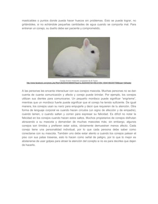 masticables o puntos donde pueda hacer huecos sin problemas. Esto se puede lograr, no
gritándoles, si no echándole pequeñas cantidades de agua cuando se comporta mal. Para
entrenar un conejo, su dueño debe ser paciente y comprometido.
Conejo Enano Holandés propiedad de B Taylor.
http://www.facebook.com/photo.php?fbid=262004403868097&set=a.262004057201465.61054.100441663357706&type=1&theater
A las personas les encanta interactuar con sus conejos mascota. Muchas personas no se dan
cuenta de cuanta comunicación y afecto y conejo puede brindar. Por ejemplo, los conejos
utilizan sus dientes para comunicarse. Un pequeño mordisco puede significar “engríeme”,
mientras que un mordisco fuerte puede significar que el conejo ha tenido suficiente. De igual
manera, los conejos usan su nariz para empujarte y decir que requieren de tu atención. Otra
forma de lenguaje corporal es cuando hacen círculos (un signo de afección y de empadre),
cuando lamen, o cuando saltan y corren para expresar su felicidad. Es difícil no notar la
felicidad en los conejos cuando hacen estos saltos. Muchos propietarios de conejos disfrutan
abrazando a su mascota y demandan de muchas mascotas más; sin embargo, algunos
conejos son tímidos y prefieren estar solos, obviamente demuestran menos afecto. Cada
conejo tiene una personalidad individual, por lo que cada persona debe saber como
conectarse con su mascota. También uno debe estar atento a cuando los conejos patean el
piso con sus patas traseras, esto lo hacen como señal de peligro, por lo que lo mejor es
abstenerse de usar golpes para atraer la atención del conejito si no es para decirles que dejen
de hacerlo.
 