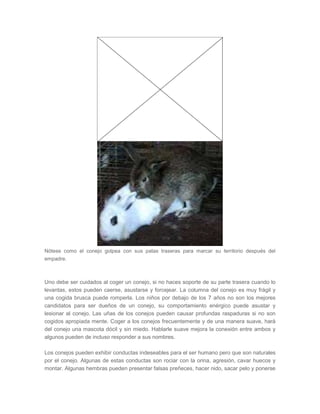 Nótese como el conejo golpea con sus patas traseras para marcar su territorio después del
empadre.
Uno debe ser cuidados al coger un conejo, si no haces soporte de su parte trasera cuando lo
levantas, estos pueden caerse, asustarse y forcejear. La columna del conejo es muy frágil y
una cogida brusca puede romperla. Los niños por debajo de los 7 años no son los mejores
candidatos para ser dueños de un conejo, su comportamiento enérgico puede asustar y
lesionar al conejo. Las uñas de los conejos pueden causar profundas raspaduras si no son
cogidos apropiada mente. Coger a los conejos frecuentemente y de una manera suave, hará
del conejo una mascota dócil y sin miedo. Hablarle suave mejora la conexión entre ambos y
algunos pueden de incluso responder a sus nombres.
Los conejos pueden exhibir conductas indeseables para el ser humano pero que son naturales
por el conejo. Algunas de estas conductas son rociar con la orina, agresión, cavar huecos y
montar. Algunas hembras pueden presentar falsas preñeces, hacer nido, sacar pelo y ponerse
 