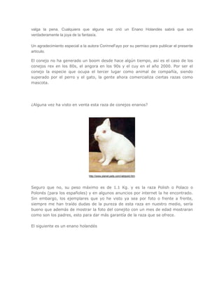 valga la pena. Cualquiera que alguna vez crió un Enano Holandés sabrá que son
verdaderamente la joya de la fantasía.
Un agradecimiento especial a la autora CorinneFayo por su permiso para publicar el presente
artículo.
El conejo no ha generado un boom desde hace algún tiempo, así es el caso de los
conejos rex en los 80s, el angora en los 90s y el cuy en el año 2000. Por ser el
conejo la especie que ocupa el tercer lugar como animal de compañía, siendo
superado por el perro y el gato, la gente ahora comercializa ciertas razas como
mascota.
¿Alguna vez ha visto en venta esta raza de conejos enanos?
http://www.planet-pets.com/rabtpold.htm
Seguro que no, su peso máximo es de 1.1 Kg. y es la raza Polish o Polaco o
Polonés (para los españoles) y en algunos anuncios por internet la he encontrado.
Sin embargo, los ejemplares que yo he visto ya sea por foto o frente a frente,
siempre me han traído dudas de la pureza de esta raza en nuestro medio, sería
bueno que además de mostrar la foto del conejito con un mes de edad mostraran
como son los padres, esto para dar más garantía de la raza que se ofrece.
El siguiente es un enano holandés
 
