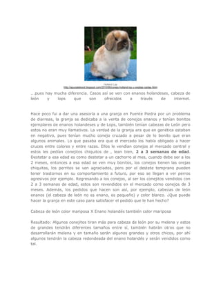 Holland Lop
(http://apurpleblood.blogspot.com/2010/06/conejo-holland-lop-u-orejitas-caidas.html)
...pues hay mucha diferencia. Casos así se ven con enanos holandeses, cabeza de
león y lops que son ofrecidos a través de internet.
Hace poco fui a dar una asesoría a una granja en Puente Piedra por un problema
de diarreas, la granja se dedicaba a la venta de conejos enanos y tenían bonitos
ejemplares de enanos holandeses y de Lops, también tenían cabezas de León pero
estos no eran muy llamativos. La verdad de la granja era que en genética estaban
en negativo, pues tenían mucho conejo cruzado a pesar de lo bonito que eran
algunos animales. Lo que pasaba era que el mercado los había obligado a hacer
cruces entre colores y entre razas. Ellos le vendían conejos al mercado central y
estos les pedían conejitos chiquitos de , lean bien, 2 a 3 semanas de edad.
Destetar a esa edad es como destetar a un cachorro al mes, cuando debe ser a los
2 meses, entonces a esa edad se ven muy bonitos, los conejos tienen las orejas
chiquitas, los perritos se ven agraciados, pero por el destete temprano pueden
tener trastornos en su comportamiento a futuro, por eso se llegan a ver perros
agresivos por ejemplo. Regresando a los conejos, al ser los conejitos vendidos con
2 a 3 semanas de edad, estos son revendidos en el mercado como conejos de 3
meses. Además, los pedidos que hacen son así, por ejemplo, cabezas de león
enanos (el cabeza de león no es enano, es pequeño) y color blanco. ¿Que puede
hacer la granja en este caso para satisfacer el pedido que le han hecho?
Cabeza de león color mariposa X Enano holandés también color mariposa
Resultado: Algunos conejitos tiran más para cabeza de león por su melena y estos
de grandes tendrán diferentes tamaños entre sí, también habrán otros que no
desarrollarán melena y en tamaño serán algunos grandes y otros chicos, por ahí
algunos tendrán la cabeza redondeada del enano holandés y serán vendidos como
tal.
 