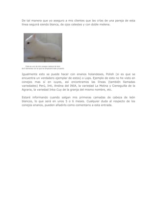 De tal manera que yo aseguro a mis clientes que las crías de una pareja de esta
línea seguirá siendo blanca, de ojos celestes y con doble melena.
Este es uno de mis conejos cabeza de león
de 6 semanas con el que se empezará este proyecto
Igualmente esto se puede hacer con enanos holandeses, Polish (si es que se
encuentra un verdadero ejemplar de estos) o Lops. Ejemplo de esto no he visto en
conejos mas sí en cuyes, así encontramos las líneas (también llamadas
variedades) Perú, Inti, Andina del INIA, la variedad La Molina y Cieneguilla de la
Agraria, la variedad Inka Cuy de la granja del mismo nombre, etc.
Estaré informando cuando salgan mis primeras camadas de cabeza de león
blancos, lo que será en unos 5 o 6 meses. Cualquier duda al respecto de los
conejos enanos, pueden añadirlo como comentario a esta entrada.
 