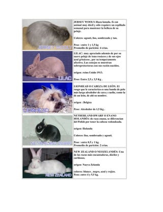 JERSEY WOOLY:Raza lanuda. Es un
animal muy dócil y sólo requiere un cepillado
semanal para mantener la belleza de su
pelaje.
Colores: agoutí, liso, sombreado y tan.
Peso : entre 1 y 1,5 kg
Promedio de parición: 4 crías.
LILAC: muy apreciado además de por su
suave pelaje de tono rosáceo y de sus ojos
azul grisáceos , por su temperamento
afectivo. Las conejas se muestran
sobreprotectoras con sus recién nacidos.
origen: reino Unido 1913.
Peso: Entre 2,5 y 3,5 Kg .
LIONHEAD O CABEZA DE LEÓN: El
rasgo que le caracteriza es una banda de pelo
más largo alrededor de cara y cuello, como la
de un león, de ahí su nombre.
origen : Belgica
Peso: Alrededor de 1,5 Kg .
NETHERLAND DWARF O ENANO
HOLANDÉS: de raza enana, se diferencian
del Polish por tener la cabeza redondeada.
origen: Holanda
Colores: liso, sombreado y agoutí.
Peso : entre 0,5 y 1 kg.
Promedio de parición: 2 crías.
NEW ZEALAND O NEOZELANDÉS: Una
de las razas más encantadoras, dóciles y
cariñosos.
origen: Nueva Zelanda
colores: blanco , negro, azul y rojizo.
Peso: entre 4 y 5,5 kg.
 