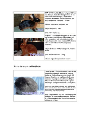 TAN O TOSTADO: El color original del Tan
era el negro . Tan chocolate proviene de un
cruce entre un Tan negro y un Havana
chocolate. El Tan lila fue desarrollado, por
un cruce entre el chocolate y el azul.
colores: negro,azul, chocolate, lila.
origen: Inglaterra 1887
peso: entre 2 y 2,5 kg.
THRIANTA:resultado del cruce de las razas
tan havana y english spot. DEstaca por su
color naranja, el más intenso de todas las
razas. Reconocido como raza en 1971. Por su
color es conocido como “el conejo rojo
ardiente”.
origen: Holanda 1940 creado por H. Andrea
Assen
peso: Alrededor de los 2,5 kg
colores: rojizo de ojos castaño oscuro
Razas de orejas caídas (Lop)
CASHMERE LOP:resultado del cruce de los
Hollandlop y English Angora.De aspecto
similar al HollandLop pero con el pelo del
Angora. Requiere un cepillado diario para
mantener el pelaje en condiciones . El pelo
debe ser denso con mucho subpelo y pelos
más largos. cuerpo redondeado y cara plana.
colores (19) : azul, castaño, chinchilla, lince, ópalo, ardilla,
blanco punteado, blanco de ojos azules, chocolate, lila,blanco
de ojos rojos, sable punteado, siamés sable, siamés perla
humo, tortuga, beige, negro y naranja.
peso: 2 kg También hay una versión pequeña
del belier de cachemira con un peso máximo
de 1.5 kgs y una versión gigante con un peso
mínimo de 4.5 kgs.
 