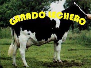 GANADO LECHERO 