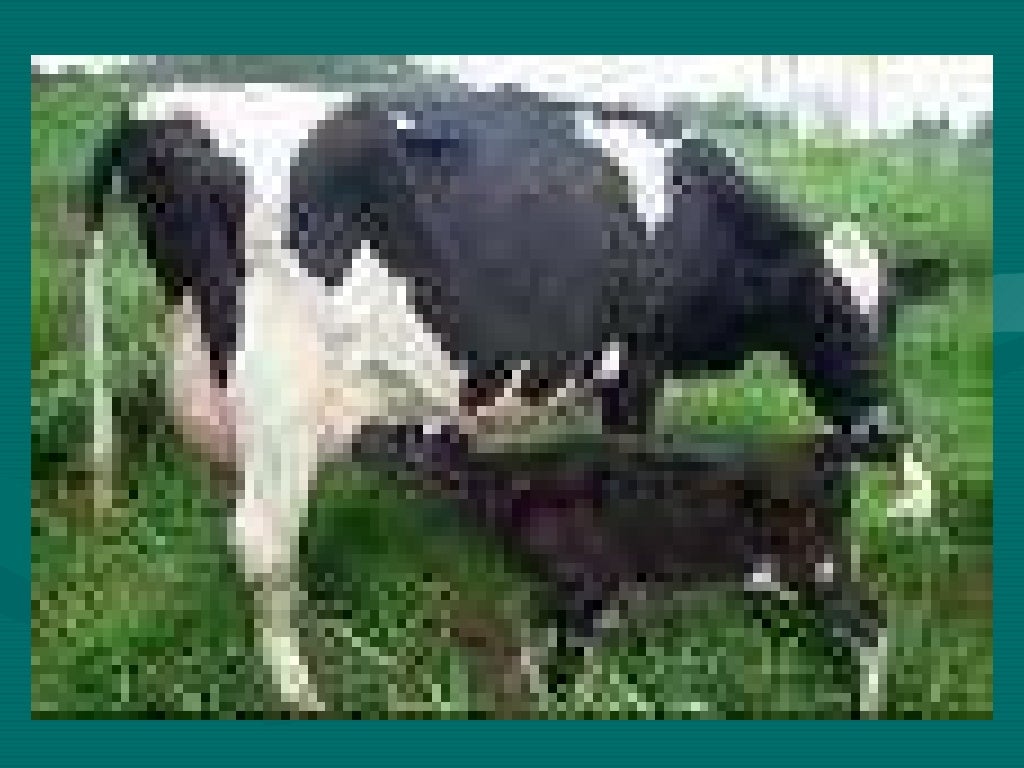 Razas de ganado lechero mas comunes en Honduras