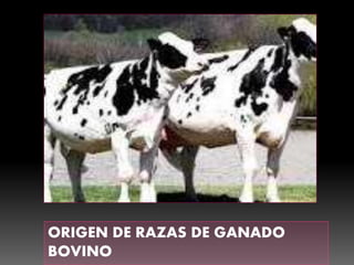 ORIGEN DE RAZAS DE GANADO 
BOVINO 
 