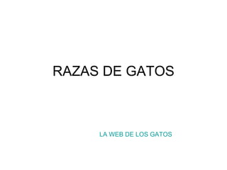 RAZAS DE GATOS LA WEB DE LOS GATOS 