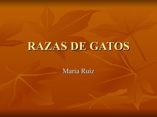 RAZAS DE GATOS María Ruíz 