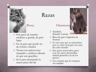 Razas
            Persa                      Chartreux
                                O También
O Son gatos de tamaño               llamado Cartujo
  mediano a grande, de pelo     O   Raza de gato originaria de
  largo                             Francia
                                O   Es una raza que se caracteriza
O Es un gato que puede ser          por su color azul-gris con ojos
  de colores variados               de color dorado
O Tienen un carácter muy        O   Son gatos reservados, pero
  tranquilo y cariñoso además       con sus amos desarrollan
  de que son apacibles              lealtad parecida a la de los
                                    perros
O Se la pasa durmiendo la
                                O   Les encanta que les rasquen
  mayor parte del día               sus mejillas
 