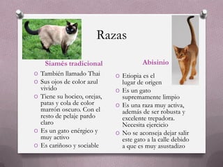 Razas
    Siamés tradicional                 Abisinio
O También llamado Thai       O Etiopia es el
O Sus ojos de color azul       lugar de origen
  vivido                     O Es un gato
O Tiene su hocico, orejas,     supremamente limpio
  patas y cola de color      O Es una raza muy activa,
  marrón oscuro. Con el        además de ser robusta y
  resto de pelaje pardo        excelente trepadora.
  claro                        Necesita ejercicio
O Es un gato enérgico y      O No se aconseja dejar salir
  muy activo                   este gato a la calle debido
O Es cariñoso y sociable       a que es muy asustadizo
 