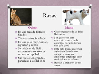 Razas
            Ocicat                           Manx
O Es una raza de Estados        O Gato originario de las Islas
    Unidos                        Británicas
O   Tiene apariencia salvaje    O Son gatos con una
                                  mutación natural en la
O   Es una gato muy curioso,      columna, por esto tienen
    juguetón y activo             una cola corta
O   Su pelaje es de fácil       O Este gato puede crecer en
    mantenimiento, solo es        ambientes domésticos,
    necesario cepillarlo          aunque si crece en
O   Sus orejas son grandes,       ambientes exteriores salen
                                  sus instintos cazadores
    parecidas a las del lince
                                O Buscan la atención de sus
                                  amos
 