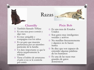 Razas
            Chantilly                         Pixie Bob
O También llamado Tiffany           O Es una raza de Estados
O Es una raza poco común y              Unidos
    algo rara                       O   Son gatos muy inteligentes
O   Es muy amigable y                   sociales y activos
    compagina con los niños
                                    O   No maúllan frecuentemente
O   Es un gato que muestra              y algunos no lo hacen
    preferencia por un miembro          nunca
    particular de la familia
O   Un dato importante es que le
                                    O   Se dice que son capaces de
    afecta negativamente la             entender algunas palabras
    soledad                             de los humanos
O   Tiene el habito de arrancarse   O   Es una de las razas mas
    el pelo si no se le controla        grandes de gatos
    por estrés                          domésticos
 