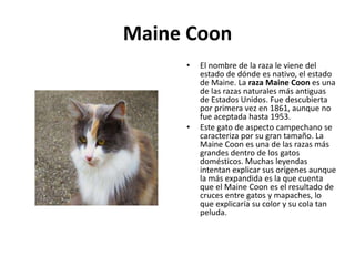 Maine Coon
     •   El nombre de la raza le viene del
         estado de dónde es nativo, el estado
         de Maine. La raza Maine Coon es una
         de las razas naturales más antiguas
         de Estados Unidos. Fue descubierta
         por primera vez en 1861, aunque no
         fue aceptada hasta 1953.
     •   Este gato de aspecto campechano se
         caracteriza por su gran tamaño. La
         Maine Coon es una de las razas más
         grandes dentro de los gatos
         domésticos. Muchas leyendas
         intentan explicar sus orígenes aunque
         la más expandida es la que cuenta
         que el Maine Coon es el resultado de
         cruces entre gatos y mapaches, lo
         que explicaría su color y su cola tan
         peluda.
 