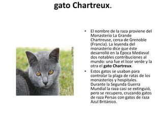 gato Chartreux.

       • El nombre de la raza proviene del
         Monasterio La Grande
         Chartreuse, cerca de Grenoble
         (Francia). La leyenda del
         monasterio dice que éste
         desarrolló en la Época Medieval
         dos notables contribuciones al
         mundo: una fue el licor verde y la
         otra el gato Chartreux.
       • Estos gatos se usaban para
         controlar la plaga de ratas de los
         monasterios y hospitales.
         Durante la Segunda Guerra
         Mundial la raza casi se extinguió,
         pero se recupero, cruzando gatos
         de raza Persas con gatos de raza
         Azul Británico.
 