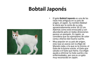 Bobtail Japonés
        •   El gato Bobtail Japonés es una de las
            razas más antiguas en su país de
            origen, el Japón. Su nombre Bobtail
            le viene por lo corto de su cola,
            aproximadamente entre 10-12 cm.
            Además como está enroscada y con
            abundante pelo en todas direcciones
            parece un pompón. En Japón, se
            considera que los ejemplares de color
            carey y blanco dan buena suerte.
        •   Muy popular en su país de origen,
            esta raza se asocia con la efigie de
            Maneki-neko, o lo que es lo mismo, el
            Gato de la buena suerte, el Gato que
            saluda o el Gato que llama. Esa efigie
            ayuda a eliminar la mala suerte y las
            enfermedades, por eso es un gato
            muy reconocido en Japón.
 