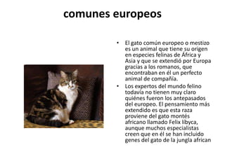 comunes europeos

        • El gato común europeo o mestizo
          es un animal que tiene su origen
          en especies felinas de África y
          Asia y que se extendió por Europa
          gracias a los romanos, que
          encontraban en él un perfecto
          animal de compañía.
        • Los expertos del mundo felino
          todavía no tienen muy claro
          quiénes fueron los antepasados
          del europeo. El pensamiento más
          extendido es que esta raza
          proviene del gato montés
          africano llamado Felix líbyca,
          aunque muchos especialistas
          creen que en él se han incluido
          genes del gato de la jungla african
 