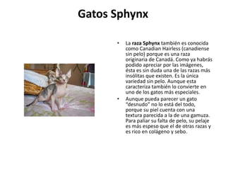 Gatos Sphynx

      •   La raza Sphynx también es conocida
          como Canadian Hairless (canadiense
          sin pelo) porque es una raza
          originaria de Canadá. Como ya habrás
          podido apreciar por las imágenes,
          ésta es sin duda una de las razas más
          insólitas que existen. Es la única
          variedad sin pelo. Aunque esta
          caracteriza también lo convierte en
          uno de los gatos más especiales.
      •   Aunque pueda parecer un gato
          “desnudo” no lo está del todo,
          porque su piel cuenta con una
          textura parecida a la de una gamuza.
          Para paliar su falta de pelo, su pelaje
          es más espeso que el de otras razas y
          es rico en colágeno y sebo.
 