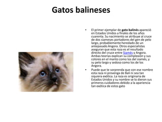 Gatos balineses

        •   El primer ejemplar de gato balinés apareció
            en Estados Unidos a finales de los años
            cuarenta. Su nacimiento se atribuye al cruce
            de dos siameses portadores del gen de pelo
            largo, probablemente heredado de un
            antepasado Angora. Otros especialistas
            aseguran que esta raza es el resultado
            directo del cruce entre Siamés y Angora.
            Ambas teorías explican su complexión y sus
            colores en el manto como los del siamés, y
            su pelo largo y sedoso como los de los
            Angora.
        •   Puede que te sorprenda que con ese nombre
            esta raza ni provenga de Bali ni sea tan
            siquiera exótica. La raza es originaria de
            Estados Unidos y su nombre se lo dieron sus
            primeros cuidadores debido a la apariencia
            tan exótica de estos gato
 
