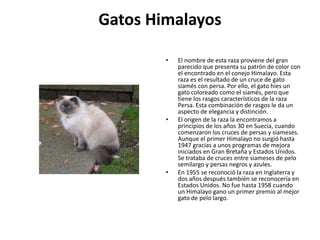 Gatos Himalayos

        •   El nombre de esta raza proviene del gran
            parecido que presenta su patrón de color con
            el encontrado en el conejo Himalayo. Esta
            raza es el resultado de un cruce de gato
            siamés con persa. Por ello, el gato hies un
            gato coloreado como el siamés, pero que
            tiene los rasgos característicos de la raza
            Persa. Esta combinación de rasgos le da un
            aspecto de elegancia y distinción.
        •   El origen de la raza la encontramos a
            principios de los años 30 en Suecia, cuando
            comenzaron los cruces de persas y siameses.
            Aunque el primer Himalayo no surgió hasta
            1947 gracias a unos programas de mejora
            iniciados en Gran Bretaña y Estados Unidos.
            Se trataba de cruces entre siameses de pelo
            semilargo y persas negros y azules.
        •   En 1955 se reconoció la raza en Inglaterra y
            dos años después también se reconocería en
            Estados Unidos. No fue hasta 1958 cuando
            un Himalayo gano un primer premio al mejor
            gato de pelo largo.
 