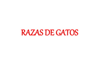 RAZAS DE GATOS
 