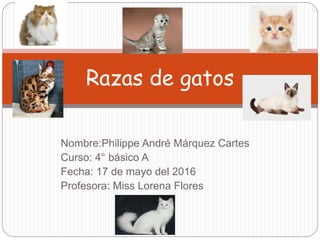 Nombre:Philippe André Márquez Cartes
Curso: 4° básico A
Fecha: 17 de mayo del 2016
Profesora: Miss Lorena Flores
Razas de gatos
 