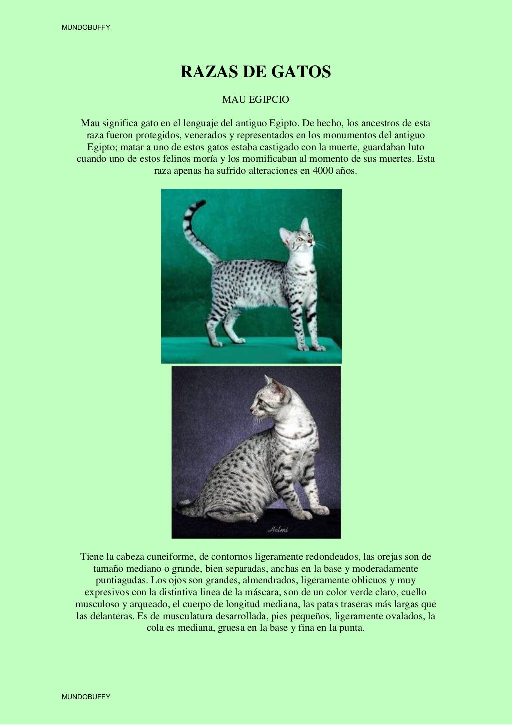 Razas de gatos para blog