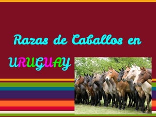 Razas de Caballos en
URUGUAY

 