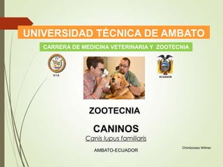 UNIVERSIDAD TÉCNICA DE AMBATO
CARRERA DE MEDICINA VETERINARIA Y ZOOTECNIA

U.T.A

ECUADOR

ZOOTECNIA

CANINOS

Canis lupus familiaris
AMBATO-ECUADOR

Chimborazo Wilmer

 
