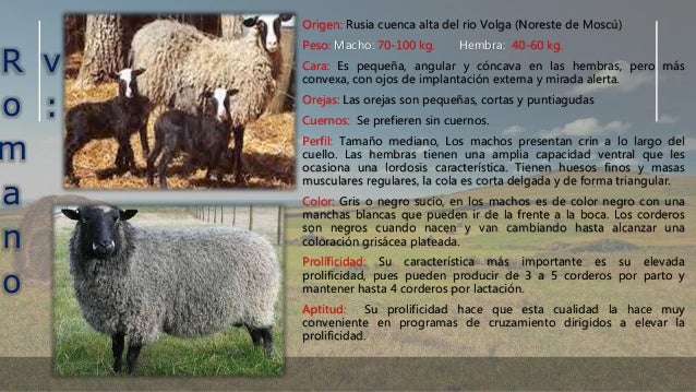 Razas de Ovinos Y sus características