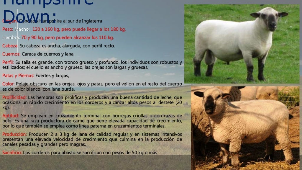Razas de Ovinos Y sus características