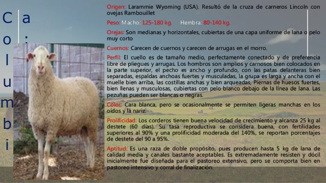Taxonomia Ovinos