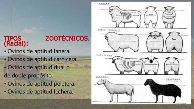 Razas de Ovinos Y sus características