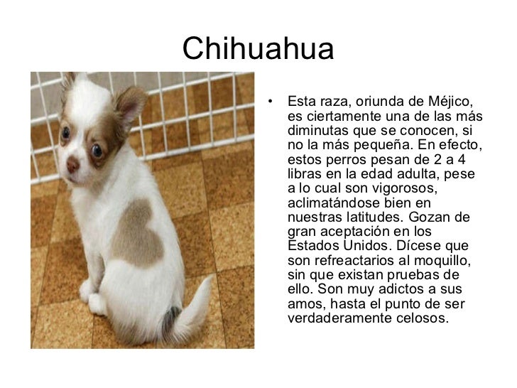 Como Saber Si Es Un Perro Chihuahua Original