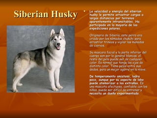 Siberian Husky La velocidad y energía del siberian husky le permite arrastrar cargas a largas distancias por terrenos aparentemente intransitables. Ha participado en la mayoría de las expediciones polares.  Originario de Siberia, este perro era criado por los nómadas chukchi para arrastrar trineos y vigilar las manadas de ciervos.  Su mascara facial y la parte inferior del cuerpo son por lo general blancas; el resto del pelo puede ser de cualquier color. Es normal que tenga los ojos de distinto color. Tiene pelos entre sus dedos, para un mejor agarre en la nieve.  De temperamento amistoso, ladra poco, aunque por su aspecto de lobo puede atemorizar a los extraños.  Es una mascota afectuosa, confiable con los niños, puede ser difícil de entrenar y  necesita un dueño experimentado .  