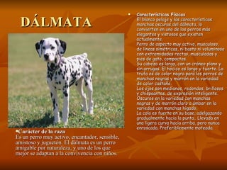 DÁLMATA Características Físicas El blanco pelaje y las características manchas oscuras del dálmata, lo convierten en uno de los perros más elegantes y vistosos que existen actualmente. Perro de aspecto muy activo, musculoso, de líneas simétricas, ni basto ni voluminoso con extremidades rectas, musculadas y pies de gato, compactos. Su cabeza es larga, con un cráneo plano y sin arrugas. El hocico es largo y fuerte. La trufa es de color negra para los perros de manchas negras y marrón en la variedad de color castaño. Los ojos son medianos, redondos, brillosos y chispeantes, de expresión inteligente. Oscuros en la variedad con manchas negras y de marrón claro a ámbar en la variedad con manchas hígado. La cola es fuerte en su base, adelgazando gradualmente hacia la punta.. Llevada en una ligera curva hacia arriba, pero nunca enroscada. Preferiblemente moteada.   Carácter de la raza Es un perro muy activo, encantador, sensible, amistoso y juguetón. El dálmata es un perro amigable por naturaleza, y uno de los que mejor se adaptan a la convivencia con niños. 