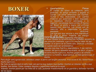 BOXER Características Físicas El cuerpo del bóxer es compacto, pero poderoso, de pelaje brillante y pegado al cuerpo. Las patas anteriores son fuertes, rectas y muy musculadas. Los cuartos traseros son poderosos y bien angulados. La mandíbula inferior sobrepasa a la superior, curvándose hacia arriba. El hocico del Bóxer es ancho y negro, con orificios nasales bien abiertos. Las orejas son de inserción alta y amputadas en punta, quedando derechas. Los ojos son muy oscuros y muy expresivos. En ellos el Bóxer trasmite una energía inagotable y una tremenda inteligencia  Carácter de la raza El Bóxer,aunque no necesita muchos cuidados, necesita de una atención constante, ejercicio y mucho amor de sus dueños. Si el perro de se siente solo, aburrido u olvidado es cuando suele ser problemático. Son una raza muy fuerte y depredadora. Y ese instinto cazador del perro debemos saciárselo, es decir, el perro necesita mucho ejercicio, muchos juegos o se volverá agresivo. La hembra, según parece, es más agresiva que el macho.  Para alejar esta agresividad, debemos cansar al perro con largas caminatas, tres veces al día. Deben hacer mucho ejercicio… No todo es agresividad en esta raza, son perros muy leales a sus dueños. Sienten un inmenso cariño a sus dueños. Son nobles, fieles, siempre alegres y juguetones hasta en la vejez.  Además, sienten pasión por los niños de la casa, pudiendo transformarse en un guardián y defensor terrible de los suyos. 