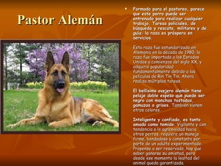 Pastor Alemán Formado para el pastoreo, parece que este perro puede ser entrenado para realizar cualquier trabajo. Tareas policiales, de búsqueda y rescate, militares y de guía: la raza es próspera en servicios.  Esta raza fue estandarizada en Alemania en la década de 1980, la raza fue importada a los Estados Unidos a comienzos del siglo XX, y adquirió popularidad fundamentalmente debido a las películas de Rin Tin Tin. Ahora realiza múltiples tareas.  El bellísimo ovejero alemán tiene pelaje doble espeso que puede ser negro con manchas tostadas, gamuzas o grises.  También vienen otros colores.  Inteligente y confiado, es tanto amado como temido.  Vigilante y con tendencia a la agresividad hacia otros perros, requiere un manejo firme, bondadoso y constante por parte de un adulto experimentado. Propenso a ser reservado, hay que saber ganarse su amistad, pero desde ese momento la lealtad del animal queda garantizada.  