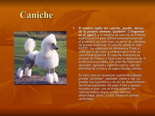 Caniche El nombre inglés del caniche, poodle, deriva de la palabra alemana "puddelin" ("chapotear en el agua") , y el nombre de caniche en francés significa perro pato. Estos nombres hacen ver el propósito de esta raza; un perro de cobranza de presas acuáticas. El caniche desde el siglo XVIII, fue empleado en Alemania y Francia como perro de caza, y en Rusia para tirar de carretillas lecheras. El caniche miniatura es original de Francia y llega a ser la mascota de la aristocracia europea. Con gran facilidad para aprender, agilidad y aspecto cómico, son las estrellas de circos y de espectáculos caninos.  En esta raza se reconocen cuatro variedades, grande "estándar", mediano, enano y toy. La grande fue la primera y de ahí se desarrollaron las otras siguientes. De paso firme y apenas tocando el piso, con un trote saltarín, en colores blanco, negro, crema, marrón, albaricoque, plata , y azul, todos en colores uniformes.  