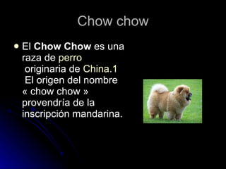 Chow chow El  Chow Chow  es una raza de  perro  originaria de  China . 1  El origen del nombre « chow chow » provendría de la inscripción mandarina. 