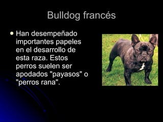 Bulldog francés Han desempeñado importantes papeles en el desarrollo de esta raza. Estos perros suelen ser apodados "payasos" o "perros rana".