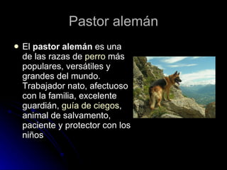 Pastor alemán El  pastor alemán  es una de las razas de  perro  más populares, versátiles y grandes del mundo. Trabajador nato, afectuoso con la familia, excelente guardián,  guía  de ciegos , animal de salvamento, paciente y protector con los niños  