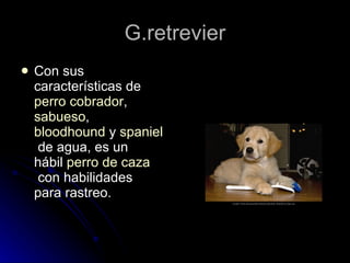 G.retrevier Con sus características de perro cobrador , sabueso , bloodhound y spaniel de agua, es un hábil perro de caza con habilidades para rastreo.