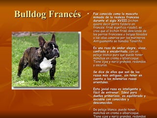 Bulldog Francés Fue conocido como la mascota mimada de la realeza francesa durante el siglo XVIII  (bichon quiere decir perro faldero en francés; frisé significa rizado), se cree que el bichon frisé desciende de los perros franceses o belgas llevados a las islas canarias por los marineros. Antiguamente se llamaba Tenerife.  Es una raza de andar alegre, vivaz, confiada y encabritada , con un pelaje blanco puro que puede tener manchas en crema o albaricoque. Tiene ojos y nariz grandes, redondos y oscuros.  Se dice de ellos que son de las razas más antiguas, sin tener en cuenta a las milenarias razas orientales.  Esta jovial raza es inteligente y fácil de entrenar. Ideal para dueños primerizos, es equilibrado y sociable con conocidos y desconocidos.  De pelaje blanco, puede tener manchas en crema o albaricoque. Tiene ojos y nariz grandes, redondos y oscuros.  